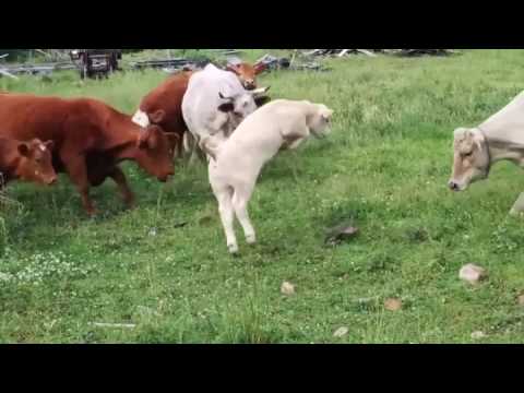Cows Vs Snapping Turtle