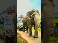 Elephant Helping Ambulance 🚑🐘 | Emotional Rescue | EOTF | #shorts #ai #elephant #ambulance