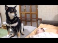 赤ちゃんが来たよ　shiba inu