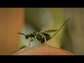 Life of Insects | Attenborough: Life in the Undergrowth | BBC