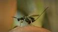 The Fascinating World of Insects ile ilgili video