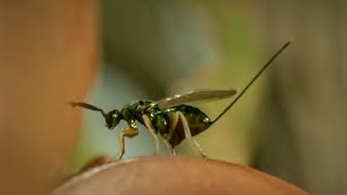 ⁣Life of Insects | Attenborough: Life in the Undergrowth | BBC