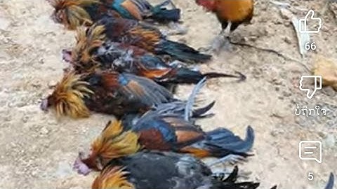 Dib qaib qus tuaj zoo kawg li leej twg yuav muab txog nqi muag tau nawb der 020 95693832, 12/03/2025