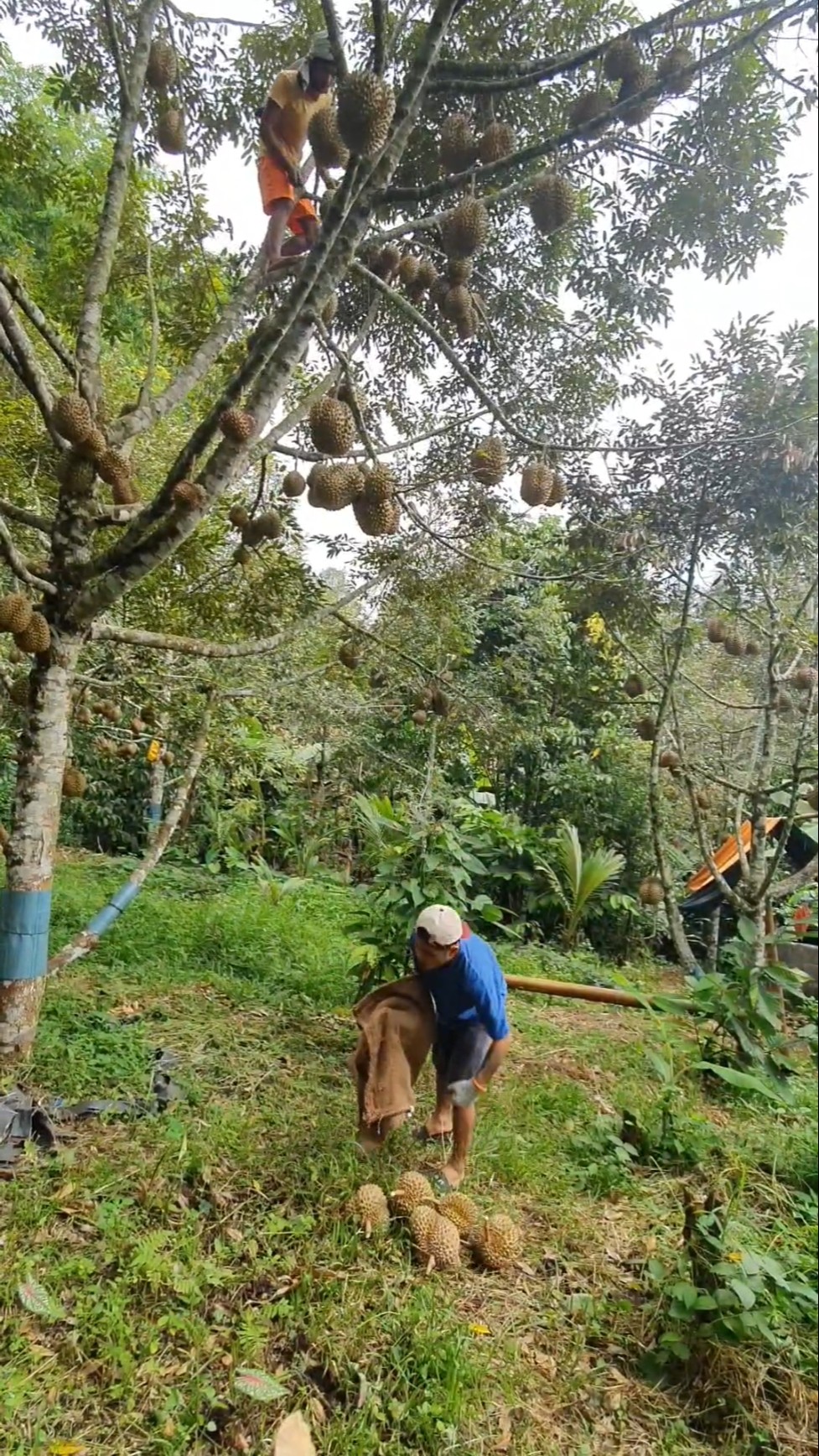 Watching Durian Harvest for The First Time #entertainment #harvesting