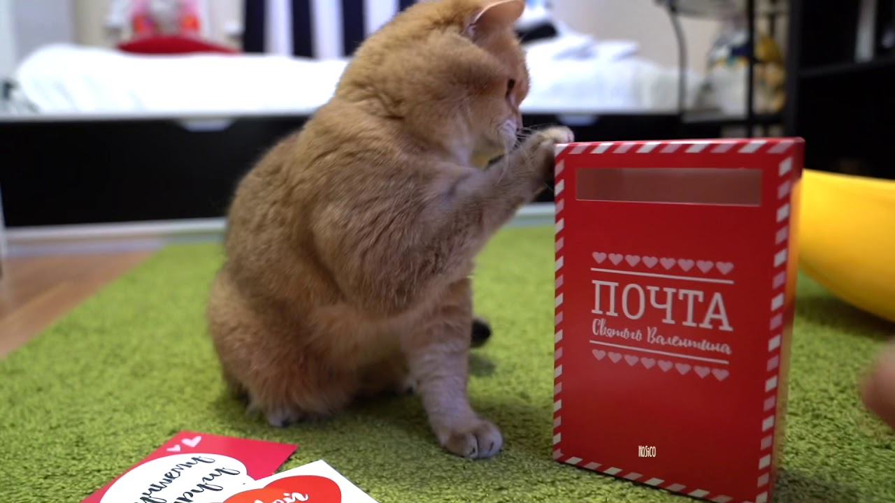 funny cats sleeping in weird positions compilation 2014 funnyplox Happy Valentine's Day!