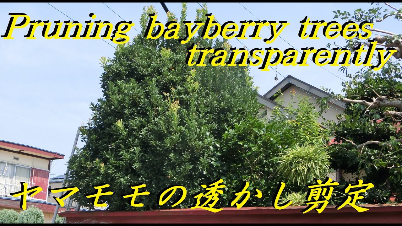 33 ヤマモモの透かし剪定 Pruning Bayberry Trees Transparently Youtube