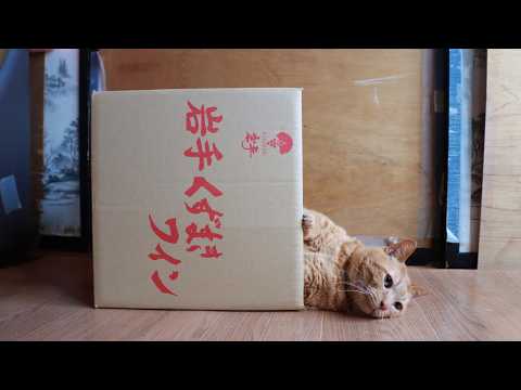 岩手くずまきワインの箱と猫 A cat in a box 260718 - YouTube