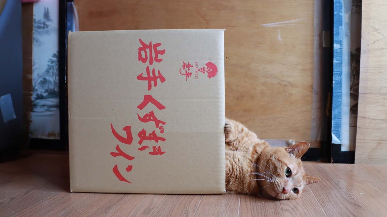 ❀猫箱❀ 岩手くずまきワインの箱と猫 A cat in a box 260718 - YouTube