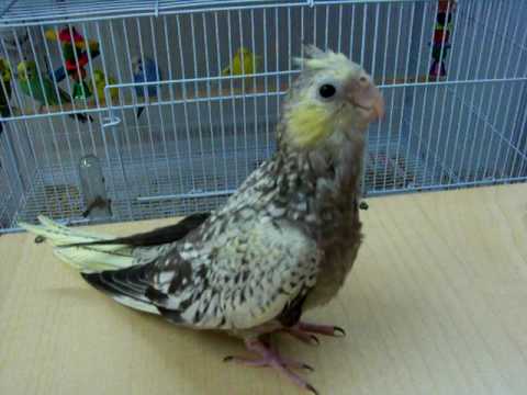 5 week old cockatiel