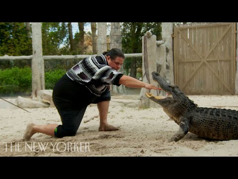 The Seminole Tribe Perfected Alligator Wrestling | The New Yorker Documentary