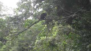 Monkey pooping