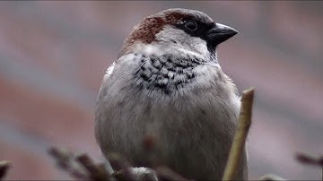 huismus Passer domesticus