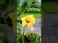 The Hibiscus Plant 