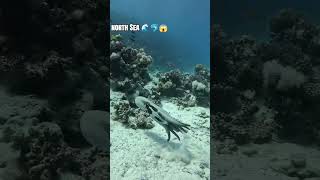 north Sea analytic ocean video 📷#northsea #ocean #big #fish #fyp #fyp...