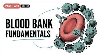 Fundamentals of Immunology in the Blood Bank — What You Need to Know | ASCP (Part 1 of 3)