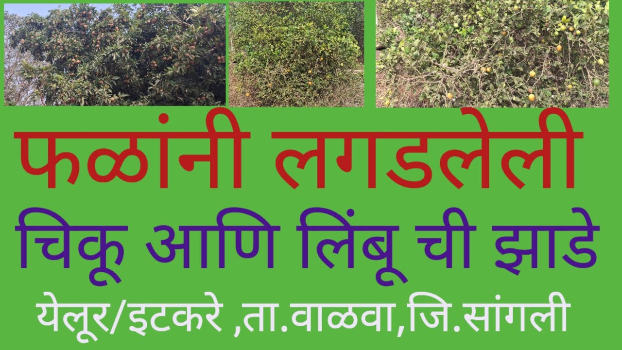 येलूर/ इटकरे,ता.वाळवा,जि.सांगली, परिसरातील फळांनी लगडलेली चिकू आणि लिंबू ची झाडे