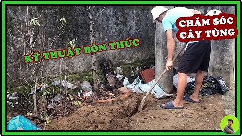 Chăm sóc và bón phân cho cây Tùng cối mau phát triển || Xuanmai Bonsai