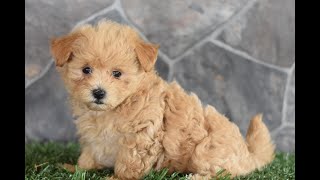 Maltipoo Puppies for Sale