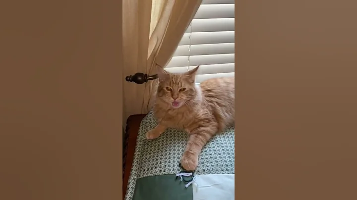 Video 3015911: shelter maine coon kitten, maine coon kitten sleeping, collection