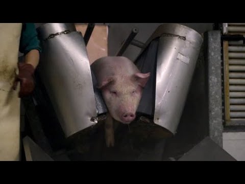 全自动杀猪电击“爆头”，许多人都没见过！让猪快乐的死去- YouTube