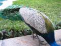 Tanzania&#39;s State House Peacock doubles in numbers