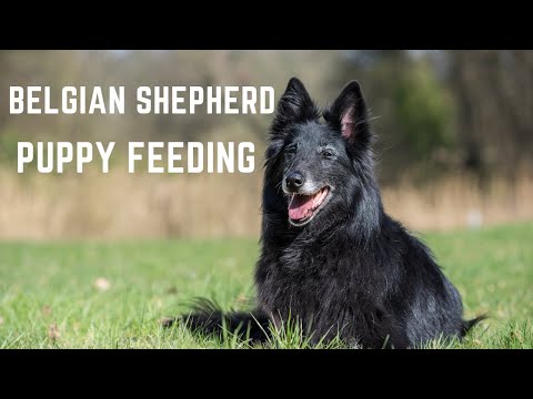 Belgian Shepherd Puppy