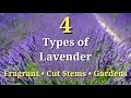 4 Types of Lavender Plants