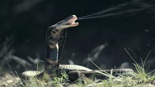 Why are snakes not poisoned by their own venom? An interesting fact you might not know.