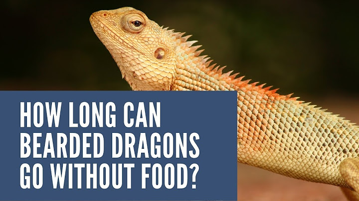 How long can a bearded dragon go without lamps?