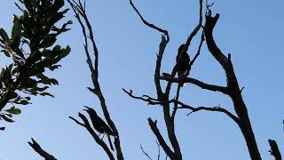The gorgeous song of the Currawong