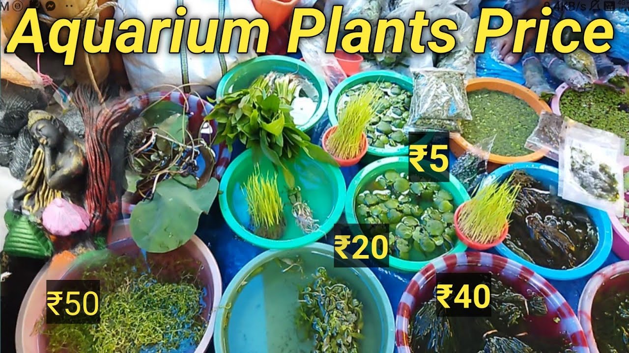RECENT AQUARIUM FISH PRICE UPDATE । Aquatic Plants price । Galiff