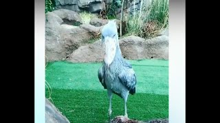 fly animals birds dance