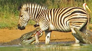Zebra Escapes the Jaws of 2 Crocodiles(Amazing video of a zebra stuck in a crocodile's mouth when another crocodile tries to help. But the zebra manages to bite and kick his way out, back to the safety ..., 2015-10-13T08:18:27.000Z)