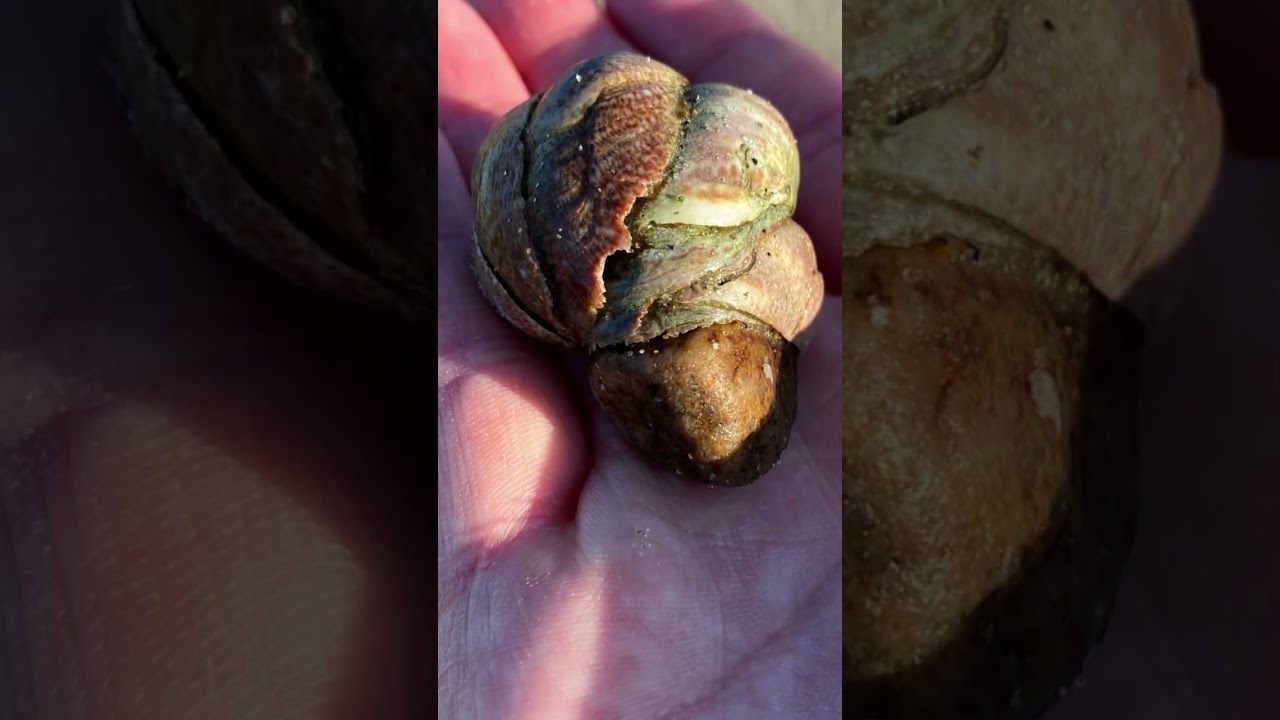 Dating Game or Mating Game? Life of the Slipper Shell