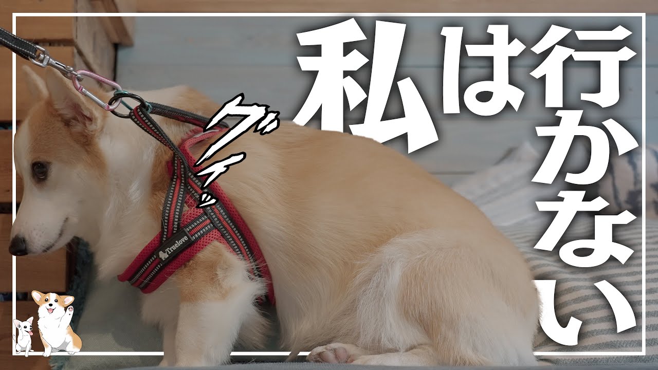 夏の必需品空調服 うちのコーギーは飼い主が暑い夏の散歩対策したのに散歩にいきません Funny Corgi Youtube