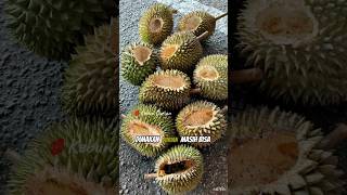Apakah durian yang dimakan tupai masih bisa dimakan? #shorts #durian #panendurian #buahdurian