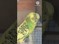 🐦 Parakeet Sounds That Bird Lovers Will Enjoy! 💚 #Shorts