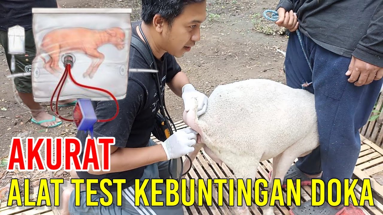 ALAT TEST KEBUNTINGAN KAMBING DOMBA AKURAT TEPAT DAN CEPAT YIB FARM KEDIRI