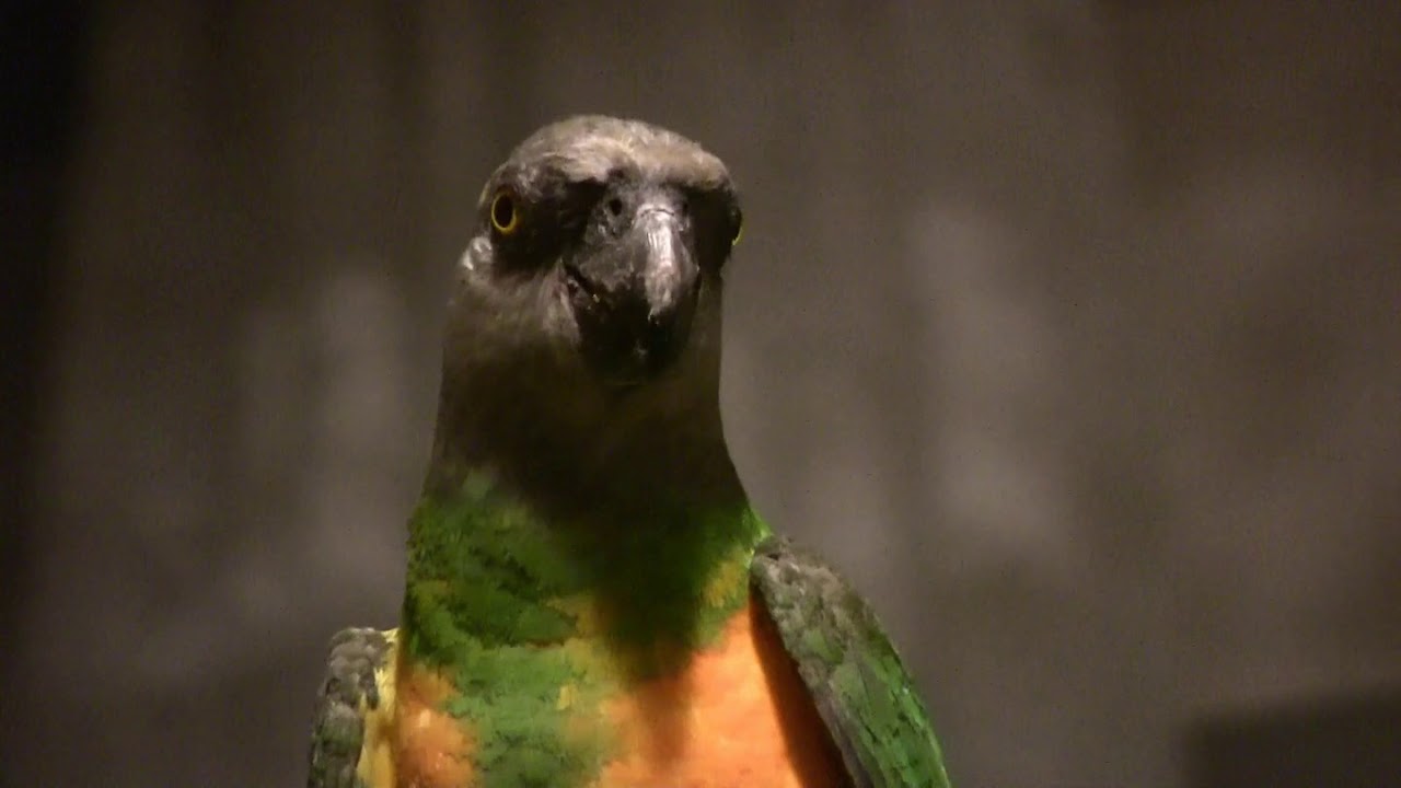 Сенегальский попугай Рокки Б