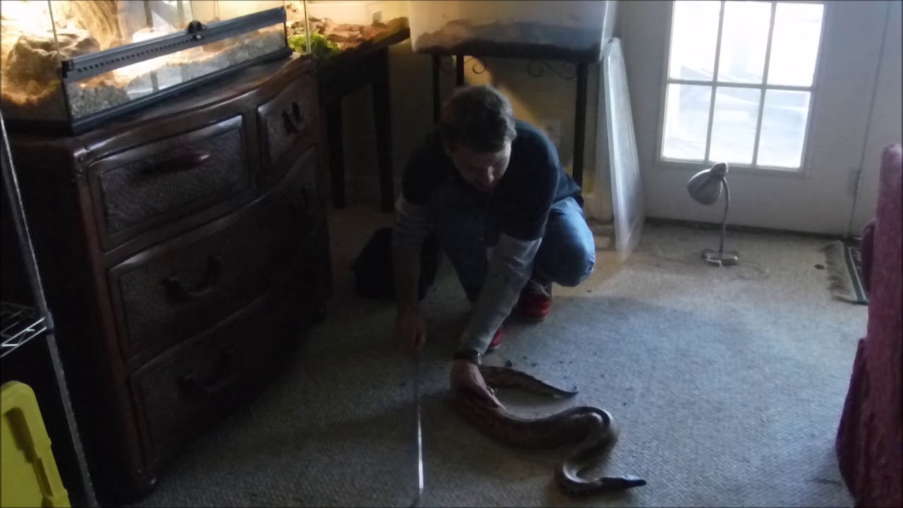 camera iphone 8 plus apk Reptile Events-Blood Python