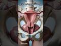 “How Organs Move Inside Your Body (Real 3D)” only educational