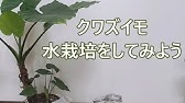 100均 クワズイモ の成長が早すぎる 観葉植物 Youtube 100均 クワズイモ の成長が早すぎる 観葉植物 Youtube