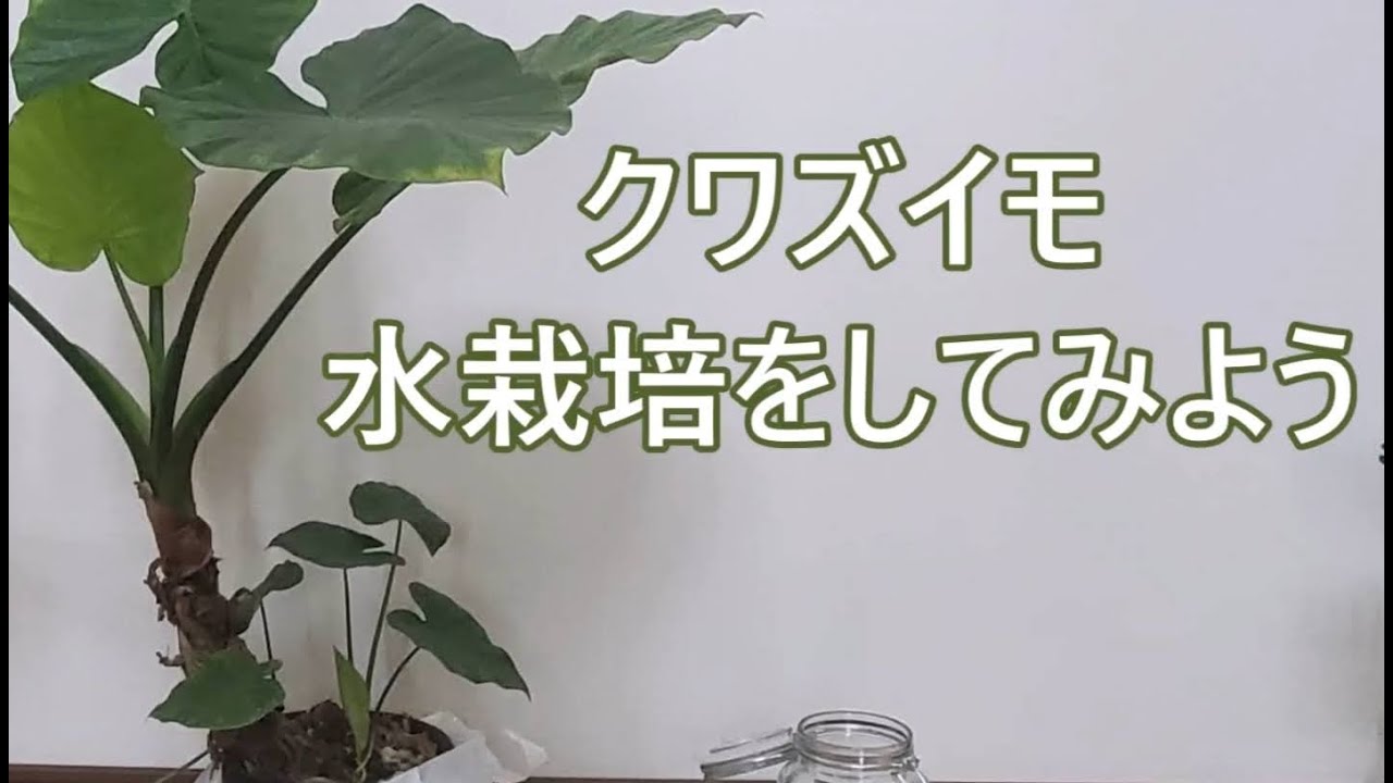 クワズイモの水栽培 成長記録１ Youtube