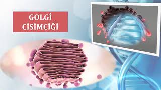 Hücre Şarkı - 7.Sınıflar Yeni Müfredat