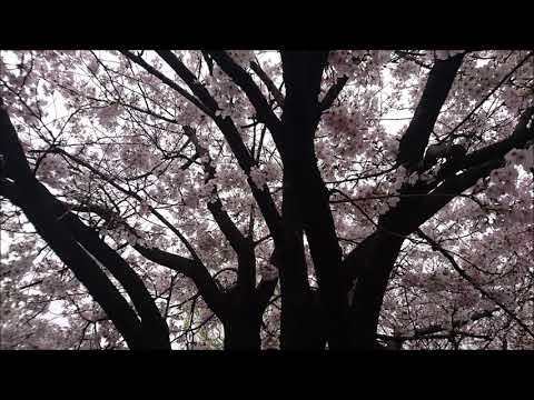 君のそばで会おう ベース1