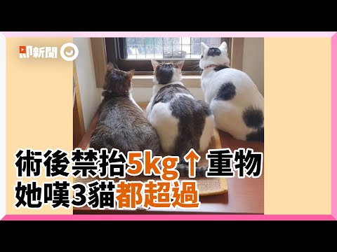 開完刀醫警告別碰5kg↑重物　奴才望3貓背影嘆氣：全超過...｜寵物｜貓｜貓奴｜甜蜜的負荷