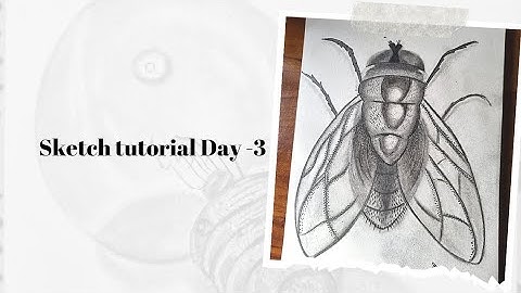 Tutorial video of realistic fly sketch.