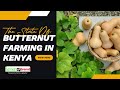 Butternut Squash Farming in Kenya: A Comprehensive Overview