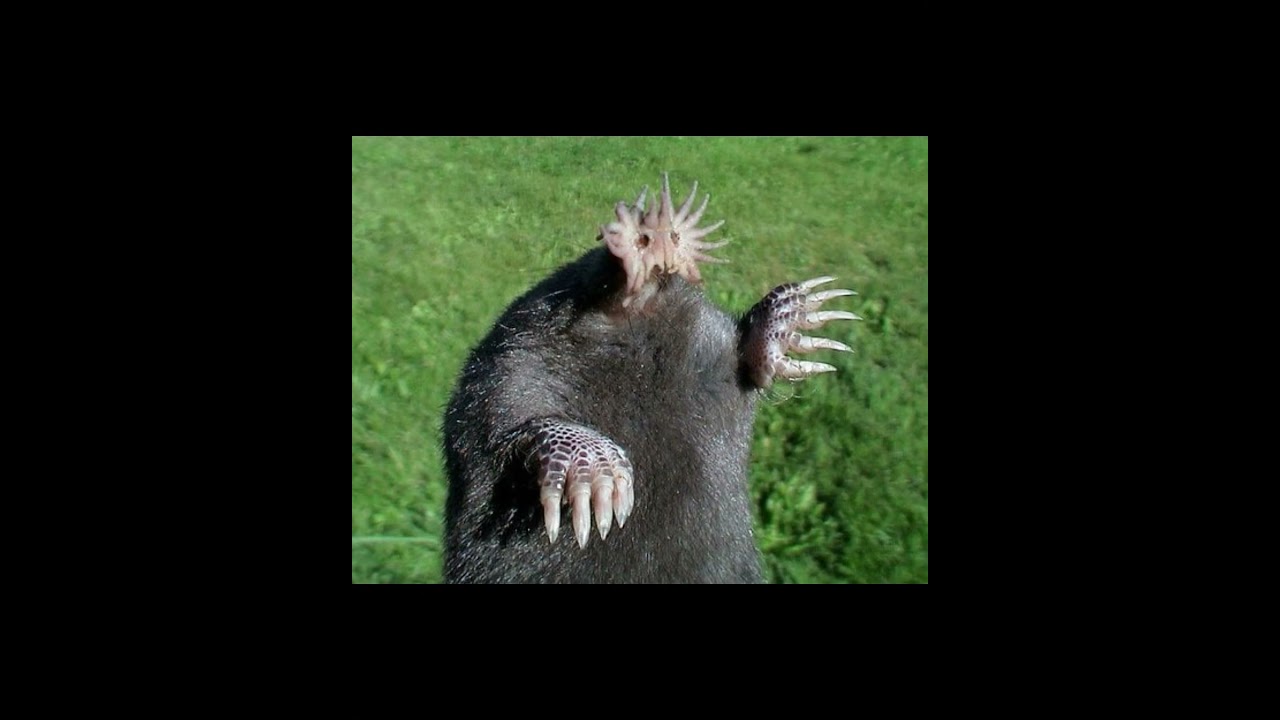 Discover the unique and fascinating world of star-nosed moles. 