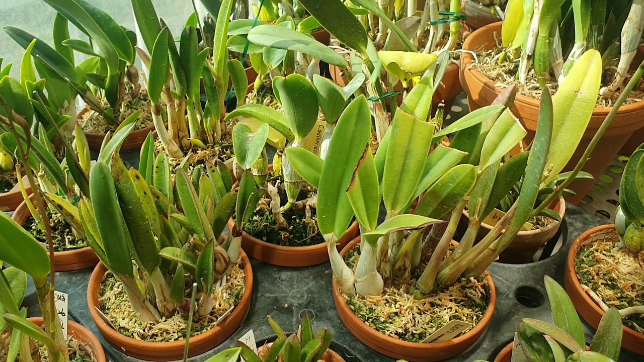 Cattleya (카틀레야) 물주기